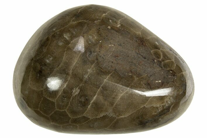 Polished Petoskey Stone (Fossil Coral) - Michigan #328358